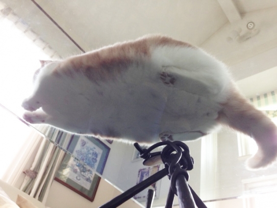 Cat pictures｜飛行船？