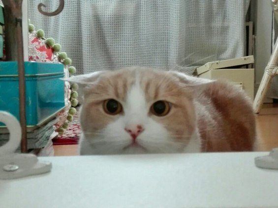 Cat pictures｜こわいよ～・・・