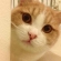 Cat pictures｜丸顔ね❤️