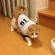 Cat pictures｜BASEBALL19番ゴン選手