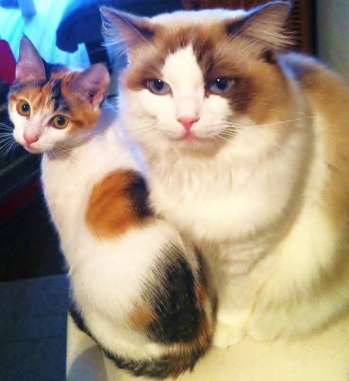 Cat pictures｜二匹でパシャリ♪