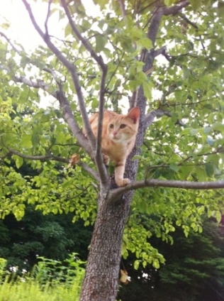 Cat pictures｜木の上から何が見えるのかな？