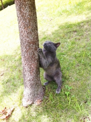 Cat pictures｜爪研ぎじゃなくて、木登りの練習