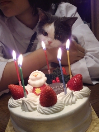 Cat pictures｜クリスマスケーキの蝋燭がこわい？