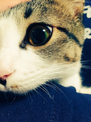 Cat pictures｜神秘的…！