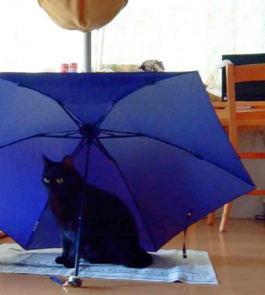 Cat pictures｜雨宿り？