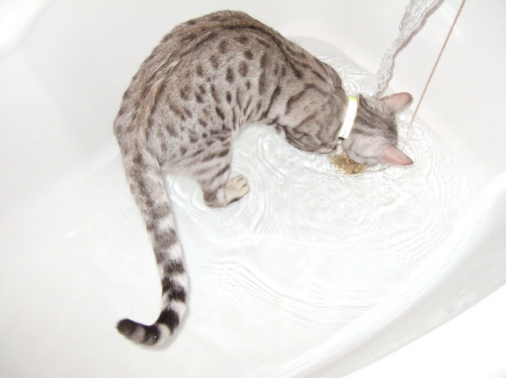 Cat pictures｜ベンガルはお水遊びが好き