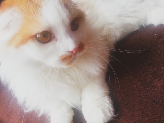 Cat pictures｜茉白 ～masiro