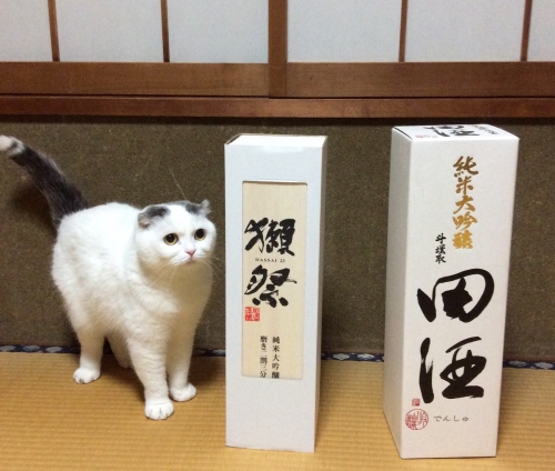 Cat pictures｜猫に小判ニャ♪