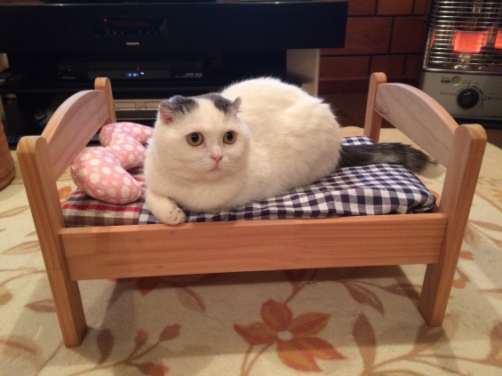 Cat pictures｜ベッド買ってもらったニャ。