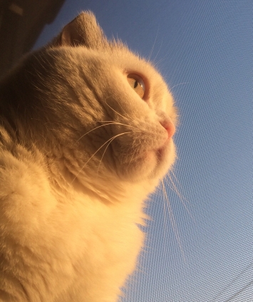 Cat pictures｜陽がのびたニャ。