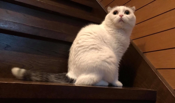 Cat pictures｜階段がお気に入りだニャ。