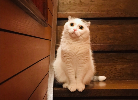 Cat pictures｜怪談じゃなくて階段話しだニャ。