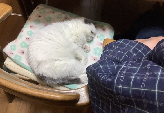 Cat pictures｜寄り添うんだニャ