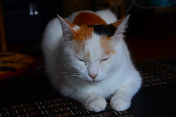 Cat pictures｜眠おてんば娘