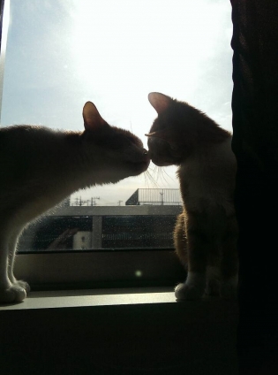 Cat pictures｜休日の窓辺猫★
