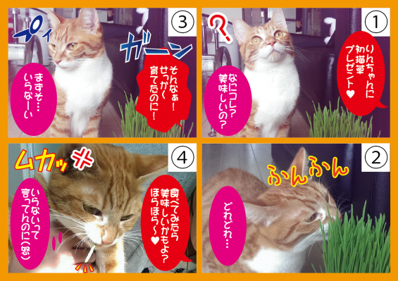 Cat pictures｜凛ちゃんと猫草4コマ風（特にオチ無しｗ）