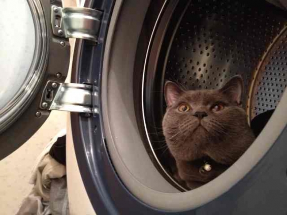 Cat pictures｜洗濯機から世界をみつめて