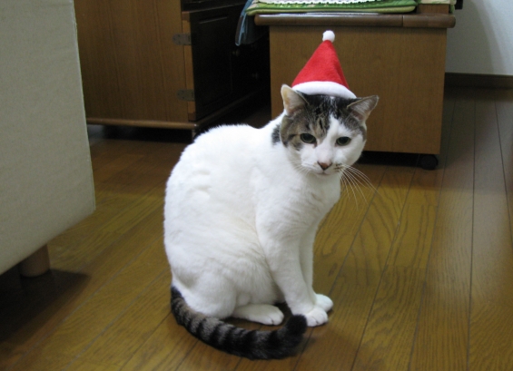 Cat pictures｜メリークリスマス