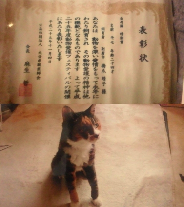 Cat pictures｜モモちゃん賞状もらえたね(｡･ω･｡)