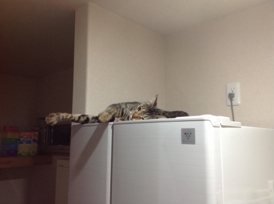 Cat pictures｜新しく買った冷蔵庫の上でゴロゴロ