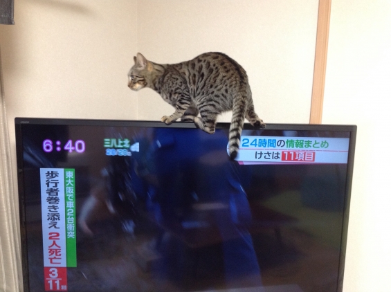 Cat pictures｜新しいテレビで四苦八苦