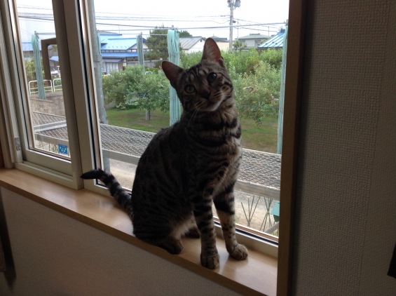 Cat pictures｜窓開けると、足場で遊ぼうとします。