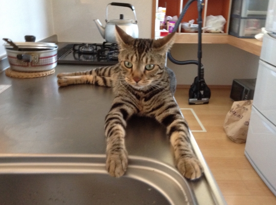 Cat pictures｜キッチンで涼むベンジャム