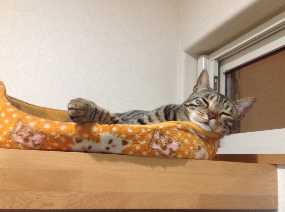 Cat pictures｜おちる寸前？zzz