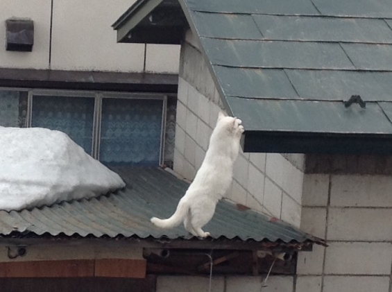 Cat pictures｜屋根の上のシロ子