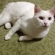 Cat pictures｜シロ子、左後ろ足治療中。