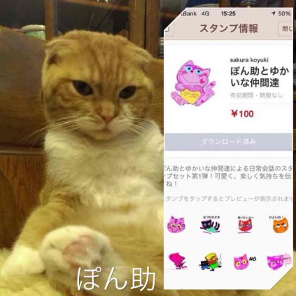 Cat pictures｜ぽん助