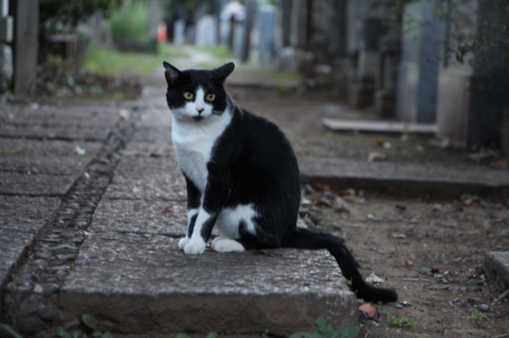 Cat pictures｜８月の東京、谷中墓地にて