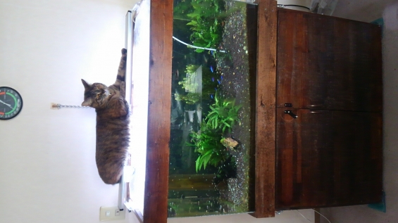 Cat pictures｜趣味は熱帯魚観賞です