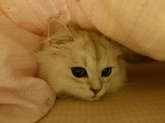 Cat pictures｜添い寝してあげるにゃ