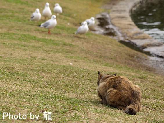 Cat pictures｜ターゲットロックオン！