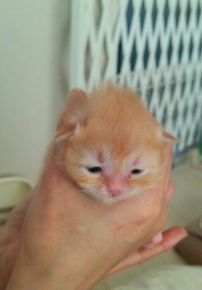 Cat pictures｜生まれたてのキナコです。