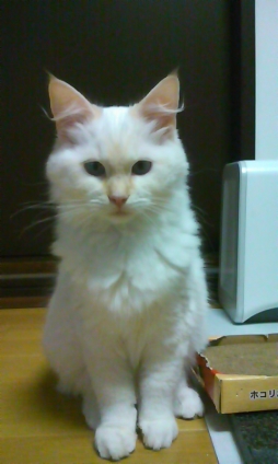 Cat pictures｜若い白玉猫