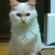 Cat pictures｜若い白玉猫