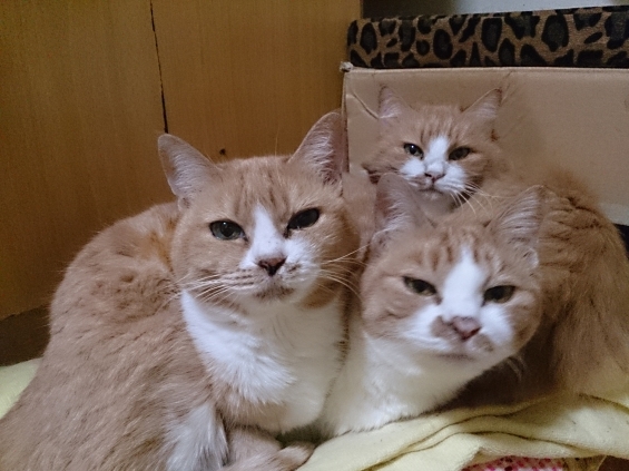 Cat pictures｜スリーショット♡