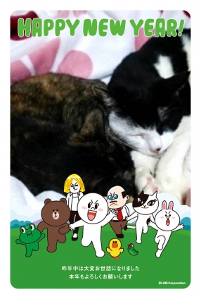 Cat pictures｜年賀状