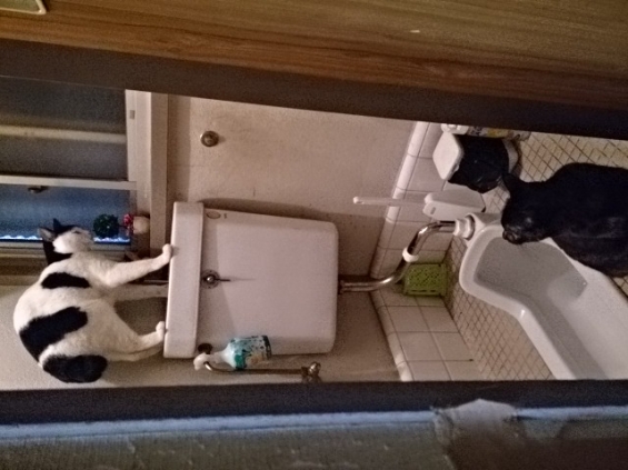 Cat pictures｜トイレで涼み中～♪