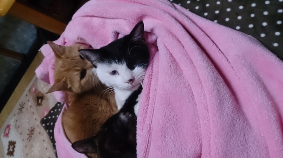 Cat pictures｜ピンク毛布。