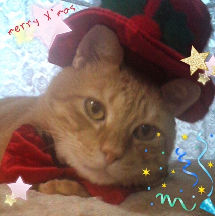 Cat pictures｜クリスマス