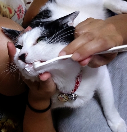 Cat pictures｜歯磨きしゅこしゅこ