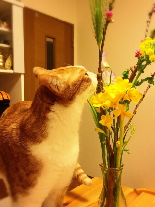 Cat pictures｜春の香りがするにゃ〜♡