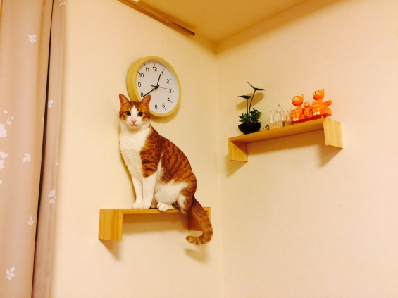 Cat pictures｜置き物⁉︎
