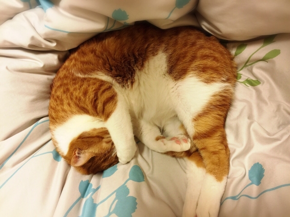 Cat pictures｜まだ眠いにゃ……