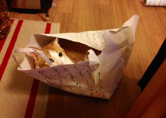 Cat pictures｜やっぱり紙袋が好き♬