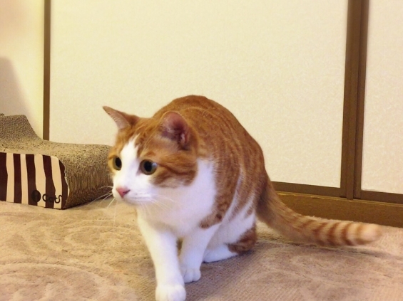 Cat pictures｜狙って狙って〜♬
